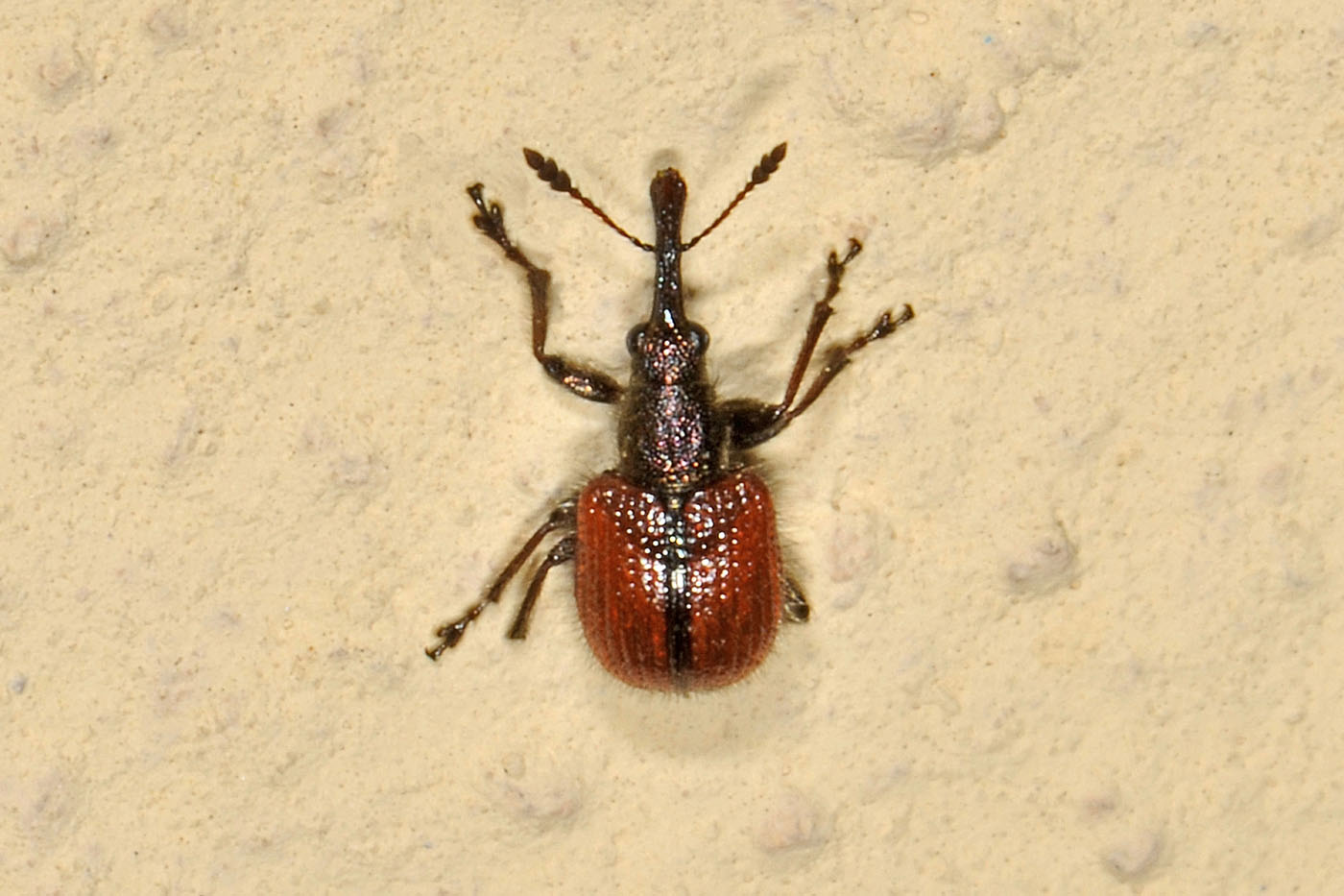 Rhynchitidae: Tatianaerhynchites aequatus
